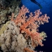 coral_soft_elp_si_v_0388_egy4921.jpg